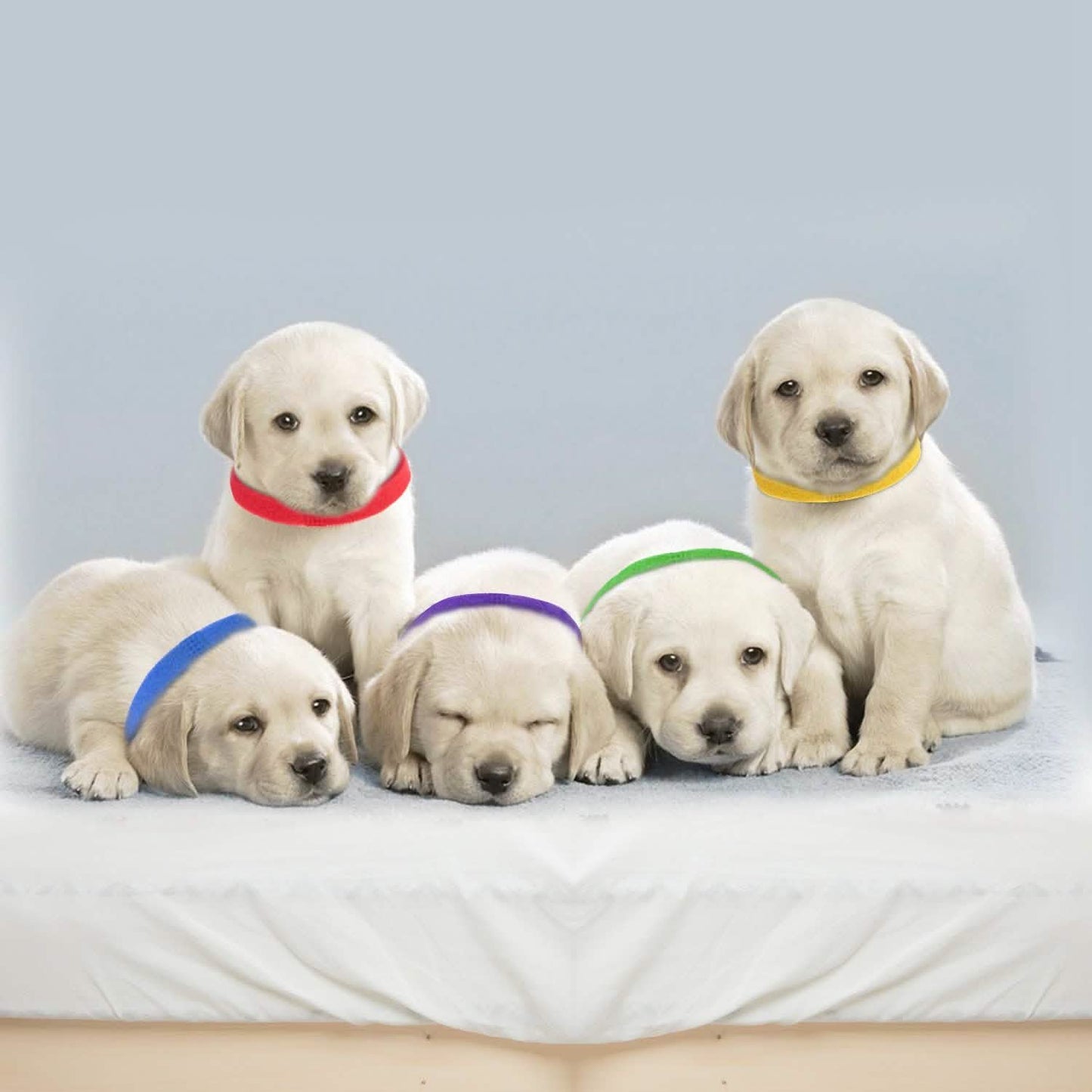 Juego de collares de identificación para cachorros de 12 piezas: Surtido de colores