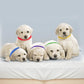 Juego de collares de identificación para cachorros de 12 piezas: Surtido de colores