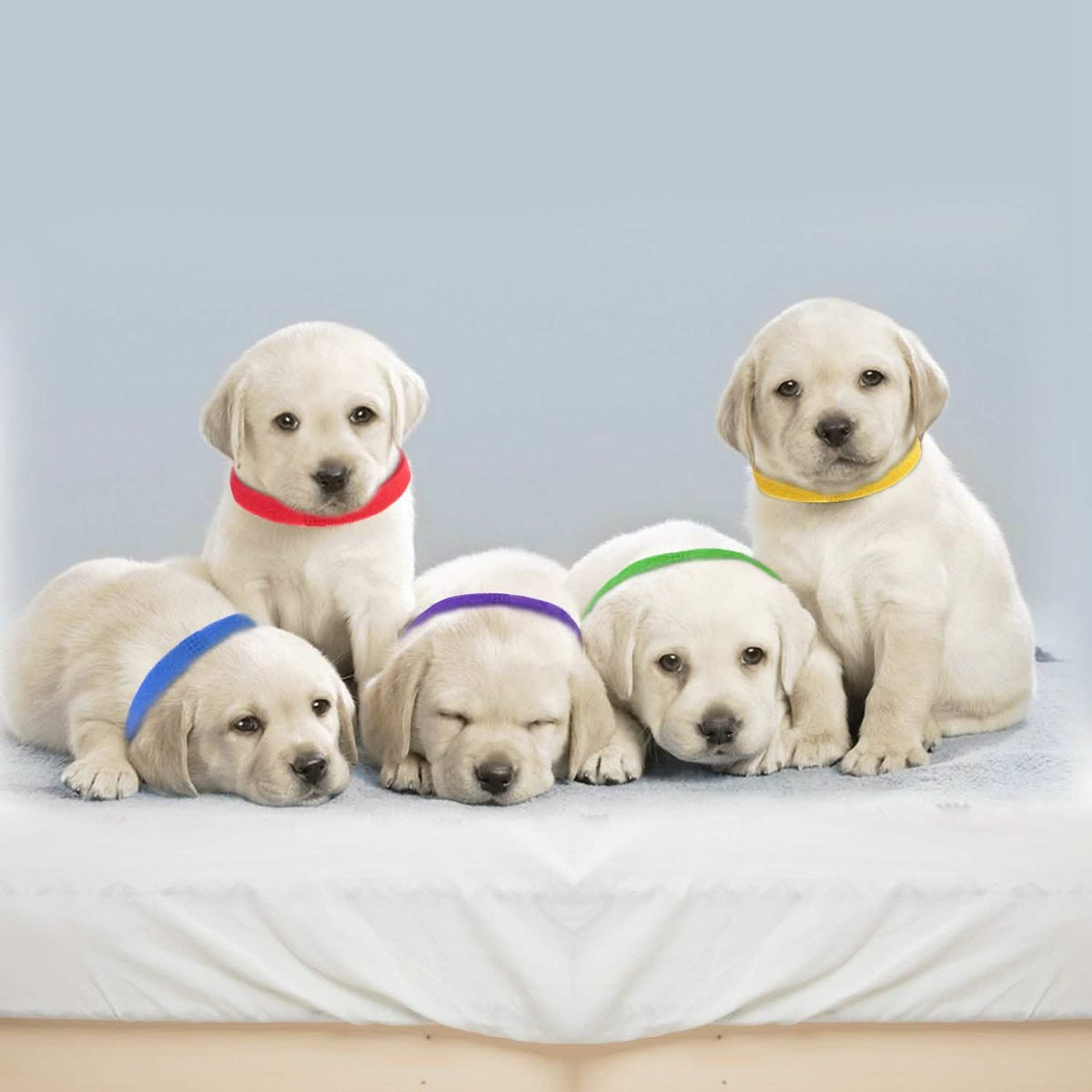 Juego de collares de identificación para cachorros de 12 piezas: Surtido de colores