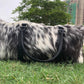 Genuine Cowhide Leather Duffel Bag - Medium Size, Stylish & Durable - Ideal Travel Bag for Weekend Trips
