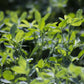 Alfalfa Leaf Powder