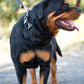 Agitation Leather Dog Collar