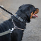 Agitation Leather Dog Collar