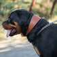Oval Leather Dog Collar - Tan