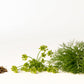 Dill Seeds, Whole
