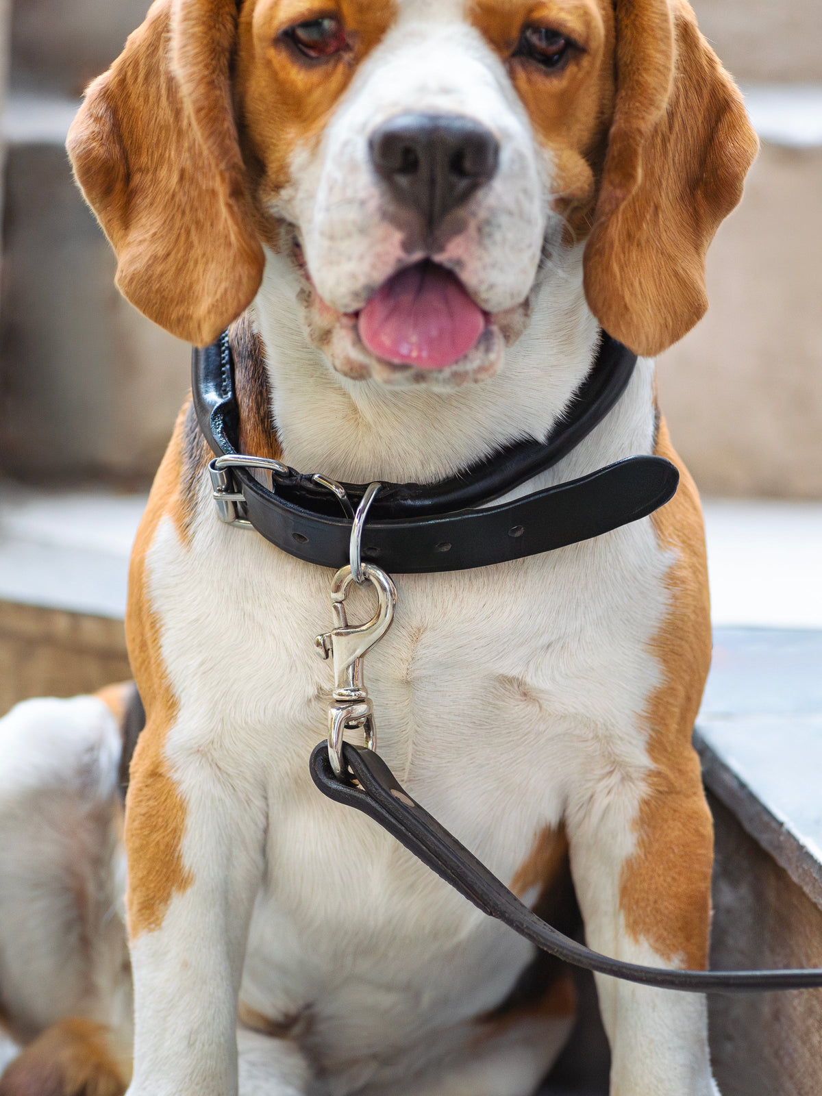 Collar de cuero enrollado para perro