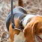 Leather Dog Leash