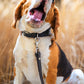 Leather Dog Leash