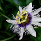 Passion Flower, Cut, Sifted
