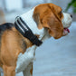 Leather Collar with Designer Studs
