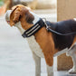Leather Collar with Designer Studs