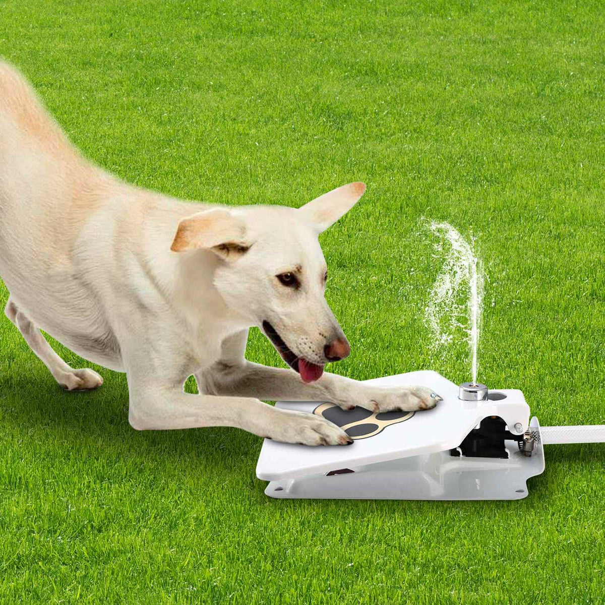 Fuente de agua para perros