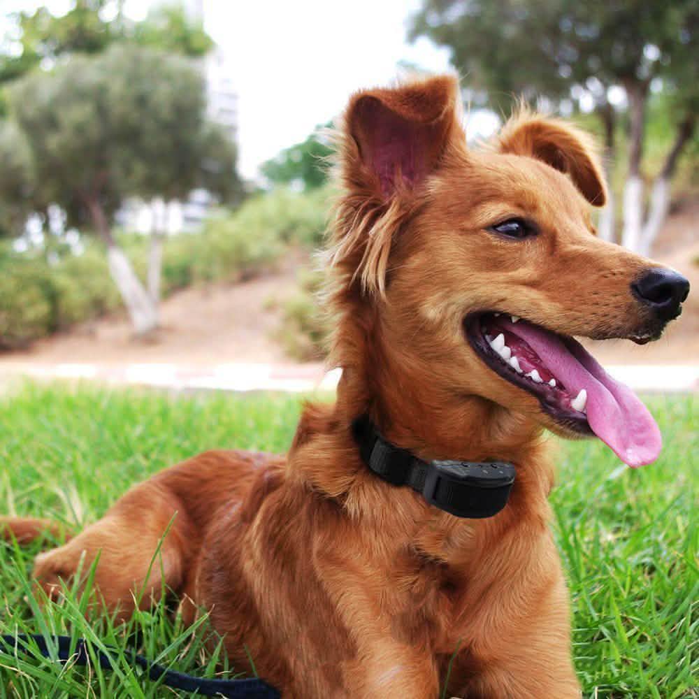 Collar de entrenamiento eléctrico antiladridos para perro: tono seguro, control de descarga, ajustable